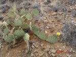 Opuntia phaeacantha