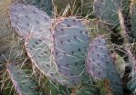 Opuntia phaeacantha, central NM