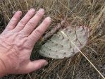 Opuntia phaeacantha,  winter, Berthoud, CO