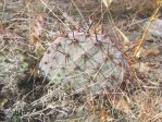 Opuntia phaeacantha,  winter, Berthoud, CO