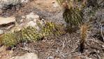 Opuntia phaeacantha, AZ, Chris Ginkel