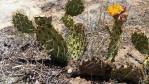 Opuntia phaeacantha, AZ, Chris Ginkel