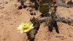 Opuntia phaeacantha, AZ, Chris Ginkel