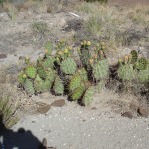 Opuntia phaeacantha, northeast of Tucumcari, NM