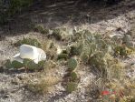 Opuntia phaeacantha, Espanola, NM