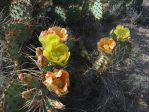 Opuntia phaeacantha, flowers, Pecos TX