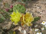 Opuntia phaeacantha, flowers