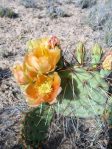 Opuntia phaeacantha, flowers, Pecos TX