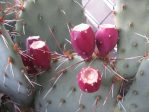 Opuntia phaeacantha fruit, Albuquerque, NM