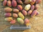 Opuntia phaeacantha fruit, Albuquerque, NM