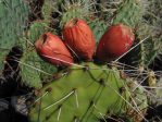 Opuntia phaeacantha fruit, Socorro, NM