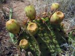 Opuntia phaeacantha fruit, Tierra Grande, NM