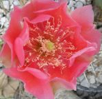 Opuntia phaeacantha, garden plant, Derrill Pope