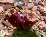 Opuntia phaeacantha fruit, Miguel Hector