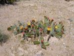 Opuntia phaeacantha, flowers, Nancy Hussey