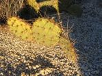 Opuntia phaeacantha, Pine Valley, CA