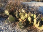 Opuntia phaeacantha, Pine Valley, CA