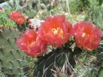 Opuntia phaeacantha 'Plum', garden plant, Derrill Pope