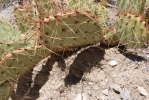 Opuntia phaeacantha, unusually spiny, Mt Potosi, NV