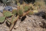 Opuntia phaeacantha, unusually spiny, Mt Potosi, NV