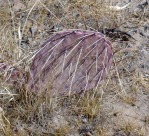 Opuntia phaeacantha, north central NM