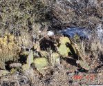 Opuntia phaeacantha, Mts east of Albuquerque, NM