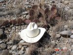 Opuntia phaeacantha, drought stressed