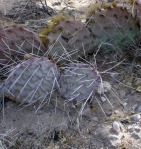 Opuntia phaeacantha, winter condition