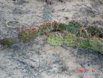 Opuntia phaeacantha, winter condition