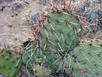 Opuntia phaeacantha, Espanola, NM