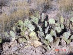 Opuntia phaeacantha, Placitas, NM