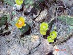 Opuntia phaeacantha, Albuquerque, NM