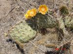 Opuntia phaeacantha, Albuquerque, NM