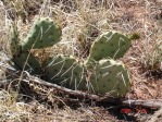 Opuntia phaecantha, Tremontina, NM