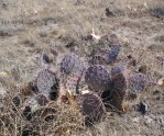 Opuntia phaeacantha, northern AZ