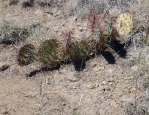 Opuntia phaeacantha, Tremontina, NM