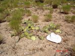 Opuntia phaeacantha, Kingman, AZ