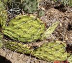 Opuntia phaeacantha, Kingman, AZ