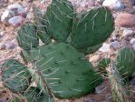 Opuntia phaeacantha