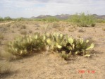 Opuntia phaeacantha, Wickenburg, AZ