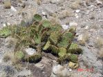 Opuntia phaeacantha, near Carrizozo, NM