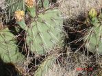 Opuntia phaeacantha, Conchas Lake, NM