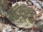 Opuntia phaeacantha, ca. 7000 ft, Taos, NM