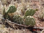 Opuntia phaeacantha