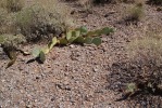 Opuntia phaeacantha, Tucson, AZ