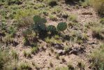 Opuntia phaeacantha