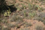 Opuntia phaeacantha, Placitas, NM