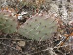 Opuntia phaeacantha, Carter Lake, CO