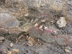 Opuntia phaeacantha, Carter Lake, CO