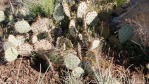 Opuntia phaeacantha, UT